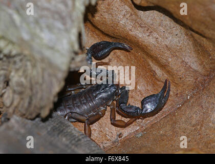 Scorpion su una foglia morta sotto un pezzo di legno Foto Stock