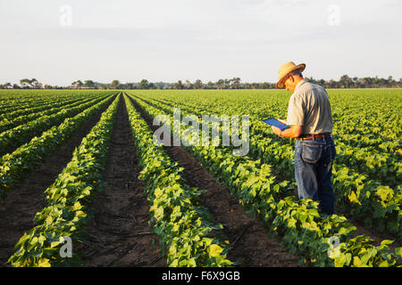 Consulente di raccolto utilizza tablet per rendere note le sue osservazioni durante il controllo del campo di no fino al cotone nel picco di frutta in fase di sviluppo Foto Stock