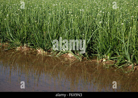 Un solco di acqua di irrigazione si attesta un campo di maturo di cipolle bianche che mostra le gemme e le teste dei fiori, Valle Imperiale Foto Stock