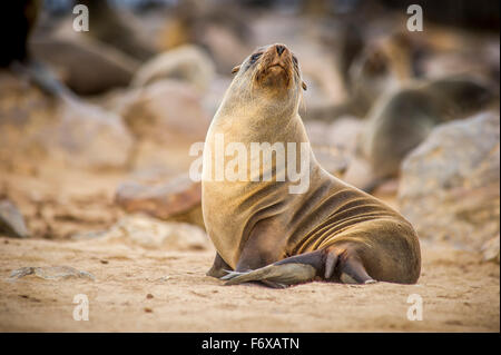 Ritratto di un capo pelliccia sigillo (pinnipedia) tra le migliaia di guarnizioni in la riserva di Cape Cross lungo la Skeleton Coast; Capo Croce, Namibia Foto Stock