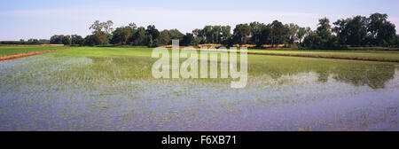 In California il Sacramento del delta del fiume, giovani piante di riso sono appena emergente nei campi allagati in tarda primavera Foto Stock