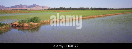 In California il Sacramento del delta del fiume, giovani piante di riso sono appena emergente nei campi allagati in tarda primavera Foto Stock