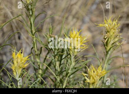 Giallo Indian paintbrush Foto Stock
