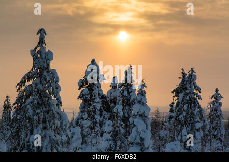 Tramonto, coperta di neve alberi, paesaggio invernale, Riisitunturi Nationalpark, Finlandia, Lapponia, Europa Foto Stock