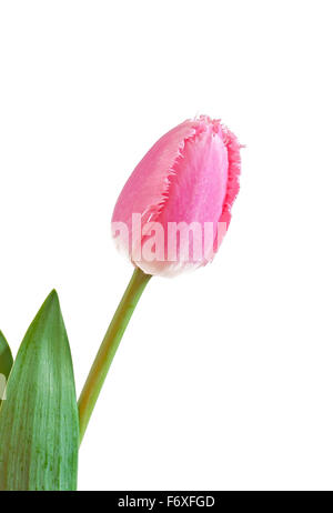 Pink tulip isolati su sfondo bianco Foto Stock