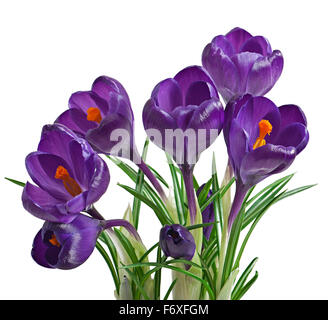 La molla bouquet di viola di crochi isolati su sfondo bianco Foto Stock