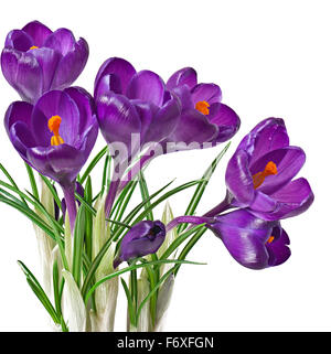 La molla bouquet di viola di crochi isolati su sfondo bianco Foto Stock