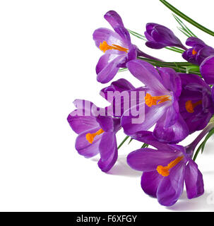 La molla bouquet di viola di crochi isolati su sfondo bianco Foto Stock