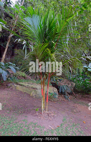 Rosso ceralacca palm o rossetto palm (Cyrtostachys Renda), isola di Mahé, Seicelle Foto Stock