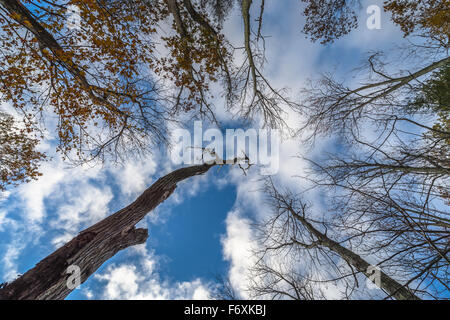 Caduta di immagini da Minnewaska stato parco NY Foto Stock