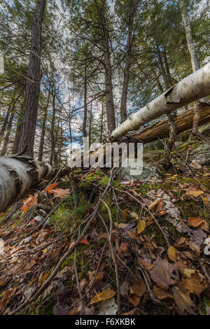 Caduta di immagini da Minnewaska stato parco NY Foto Stock