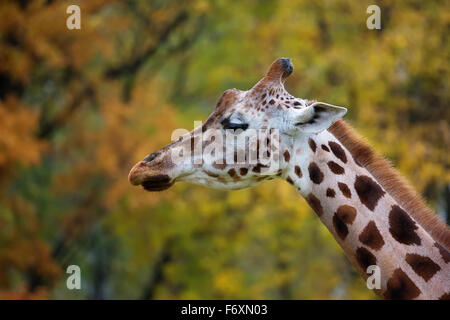 La giraffa, un profilo Foto Stock