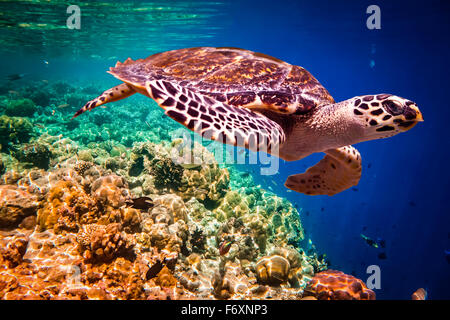 Tartaruga embricata - Eretmochelys imbricata galleggianti sotto l'acqua. Maldive Oceano Indiano Coral reef. Foto Stock