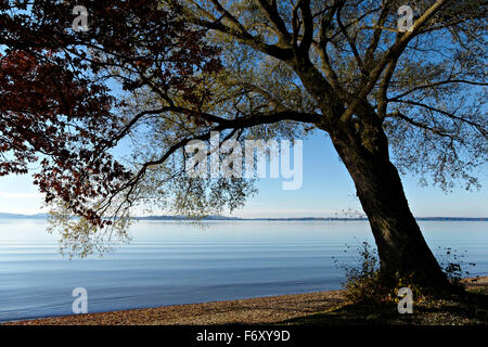 Willow Tree (Salix alba) sul foreshore affacciato sulla Baia di Feldwieser, Chiemsee, Alta Baviera, Germania, Europa. Foto Stock