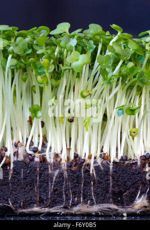 Close-up di garden cress compresi struttura di radice Foto Stock