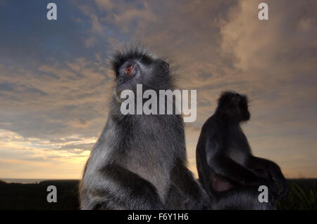 Foglia argentata monkey, silvery langur o argenteo lutung (Trachypithecus cristatus) Foto Stock