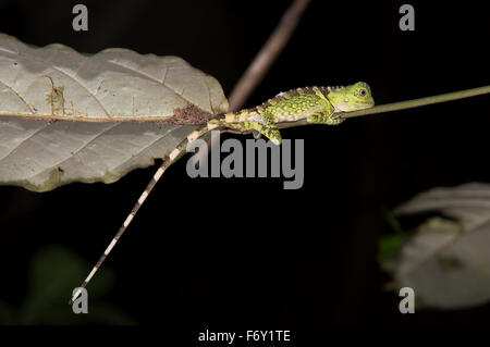 Chameleon Forest Dragon o Chameleon Anglehead Lizard (Gonocephalus chamaeleontinus) Kubah National Park, Sarawak, Malaysia Foto Stock