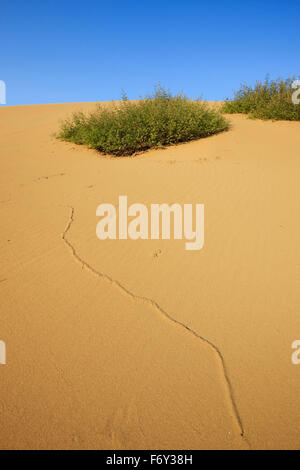 Vegetazione sp. Vitex agnus-castus o chasteberry nelle dune di sabbia del villaggio Katalako, Lemnos o Limnos Island, Grecia Foto Stock