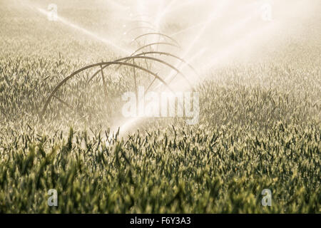 La mattina di sole risplende su di un campo di grano come è essere abbeverati. Foto Stock