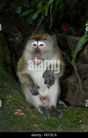 Macachi mangiatori di granchi (Macaca fascicularis) Malaysia Foto Stock