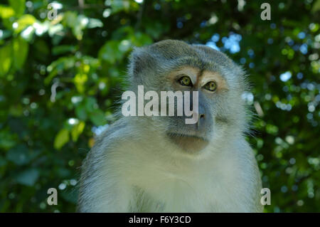 Macachi mangiatori di granchi (Macaca fascicularis) Malaysia Foto Stock