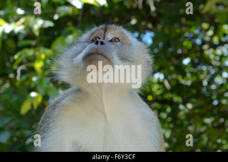 Macachi mangiatori di granchi (Macaca fascicularis) Malaysia Foto Stock