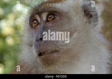 Macachi mangiatori di granchi (Macaca fascicularis) Malaysia Foto Stock