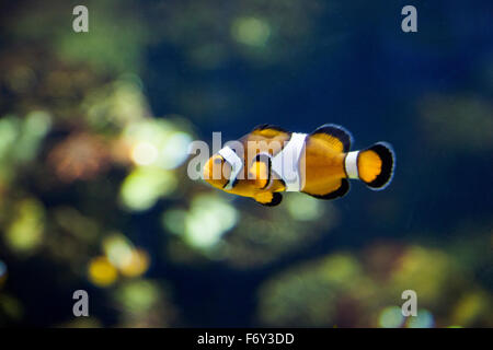 Clownfish comune (Amphiprion ocellaris) Foto Stock