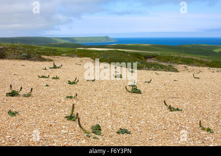 Golets. Vista dalle montagne al mare di Bering. Golets e tundra vegetetion Foto Stock