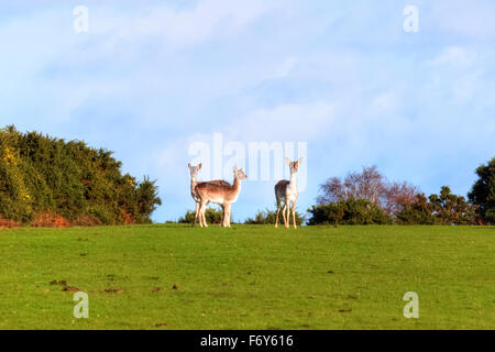 Cerbiatti nella nuova foresta vicino a Lyndhurst, Hampshire, Inghilterra, Regno Unito Foto Stock