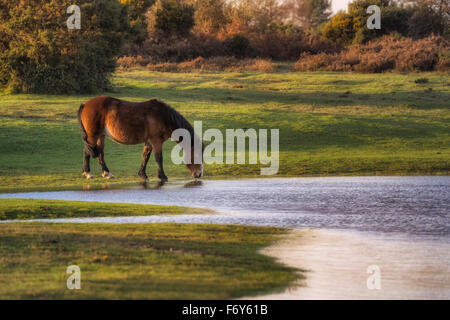 Un selvaggio New Forest pony di bere al di fuori di un laghetto vicino a Lyndhurst, Hampshire, Inghilterra, Regno Unito Foto Stock