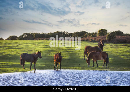 Wild New Forest pony di bere al di fuori di un laghetto vicino a Lyndhurst, Hampshire, Inghilterra, Regno Unito Foto Stock