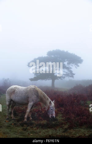 Un pony al pascolo nella nebbia mattutina Foto Stock