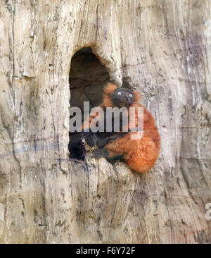 Lemure bello siede su un albero Foto Stock