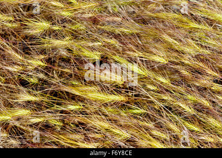 Erba Medusahead (Taeniatherum caput-medusae), Ada County, Idaho Foto Stock