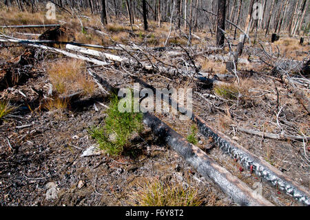 Lodgepole pino piantine emergenti nei cinque anni di incendio di foresta sito in Idaho centrale Foto Stock