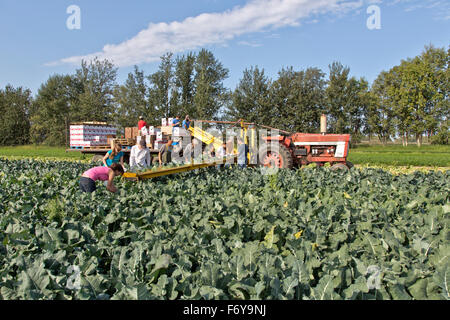 Equipaggio deponendo raccolte broccoli corone sul convogliatore, Trattore Internazionale tirando il convogliatore e rimorchio. Foto Stock