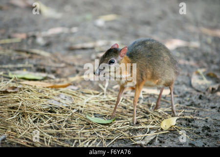 Lesser mouse deer nome scientifico Tragulus kanchil Foto Stock