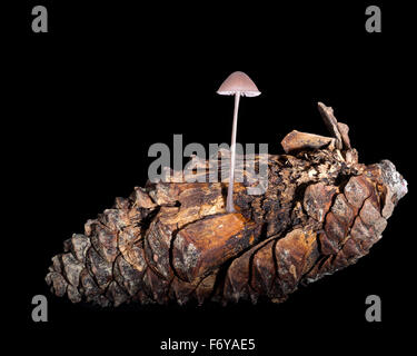 La natura particolare. Mycena seynii. Toadstool piccoli funghi che crescono sul vecchio marciume pigna. Studio shot. Foto Stock