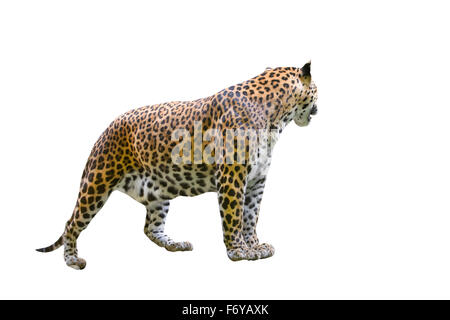 Leopard ( Panthera pardus ) isolati su sfondo bianco Foto Stock