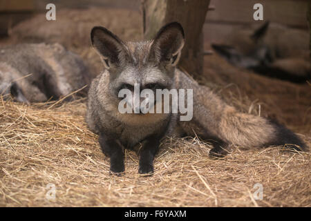 Bat eared Fox in appoggio su erba secca Foto Stock