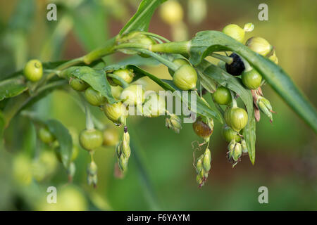 Freschi i tears ( coix lachryma-jobi ) Foto Stock