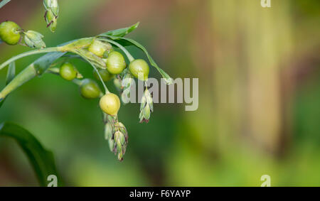 Freschi i tears ( coix lachryma-jobi ) Foto Stock