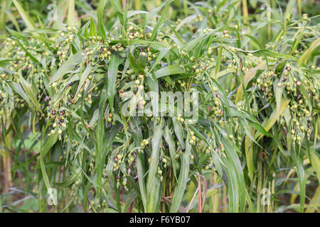 Freschi i tears ( coix lachryma-jobi ) Foto Stock