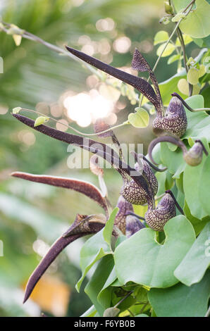 Aristolochia ringens Vahl o schiusi dutchman tubazione del fiore Foto Stock