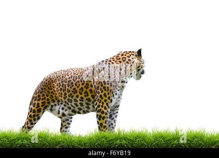 Leopard ( Panthera pardus ) isolati su sfondo bianco Foto Stock