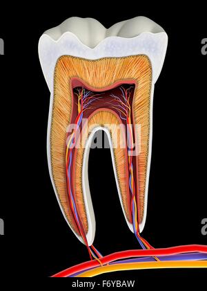 Dente molare sezione, opere d'arte. La parte superiore (mordere) le superfici del dente sono al top, con le sezioni inferiori (fondo) incorporati nelle gengive e osso mandibolare (non mostrato). La sezione mostra i denti anatomia interna, compreso il tessuto vivente di t Foto Stock