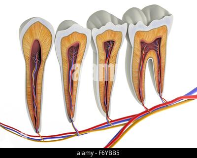 Denti sezione, opere d'arte. La parte superiore (mordere) le superfici del dente sono al top, con le sezioni inferiori (fondo) incorporati nelle gengive e osso mandibolare (non mostrato). La sezione mostra i denti anatomia interna, compreso il tessuto vivente della PUL Foto Stock