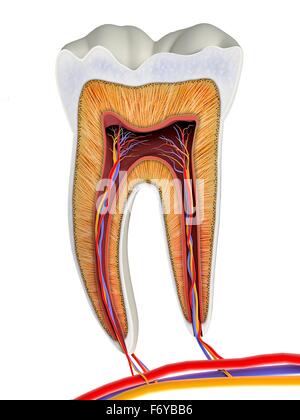 Dente molare sezione, opere d'arte. La parte superiore (mordere) le superfici del dente sono al top, con le sezioni inferiori (fondo) incorporati nelle gengive e osso mandibolare (non mostrato). La sezione mostra i denti anatomia interna, compreso il tessuto vivente di t Foto Stock