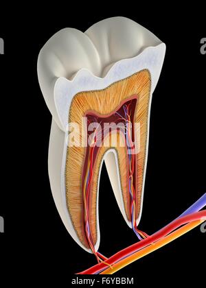 Dente molare sezione, opere d'arte. La parte superiore (mordere) le superfici del dente sono al top, con le sezioni inferiori (fondo) incorporati nelle gengive e osso mandibolare (non mostrato). La sezione mostra i denti anatomia interna, compreso il tessuto vivente di t Foto Stock